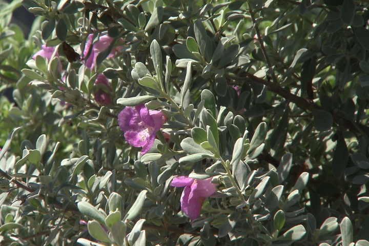 Drought-tolerant Texas sage has beautiful flowers, silver leaves 